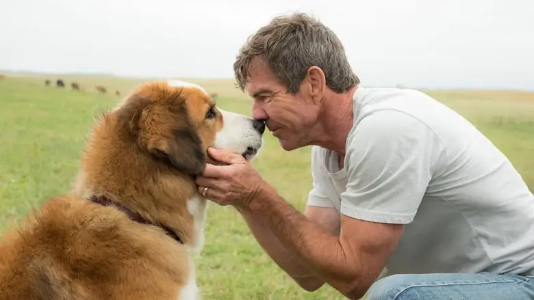 A Dog's Purpose (2017)