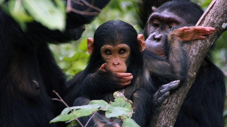 Jane Goodall: Saving Paradise (2018)