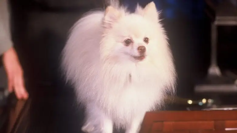 Quigley (2003)