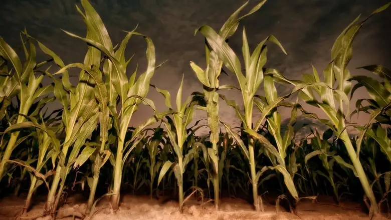 Children Of The Corn: Revelation (2001)