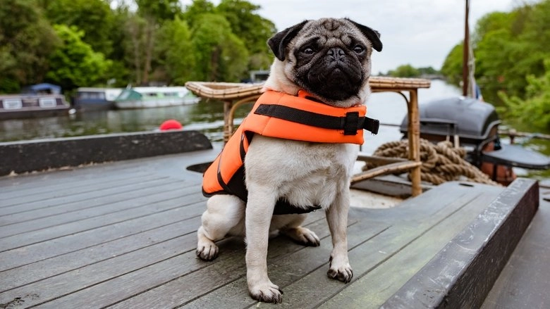 Patrick The Pug (2018)