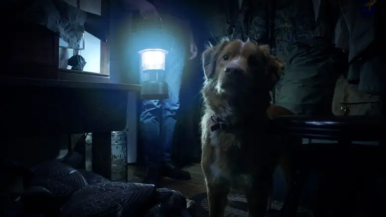 Good Boy (2025)