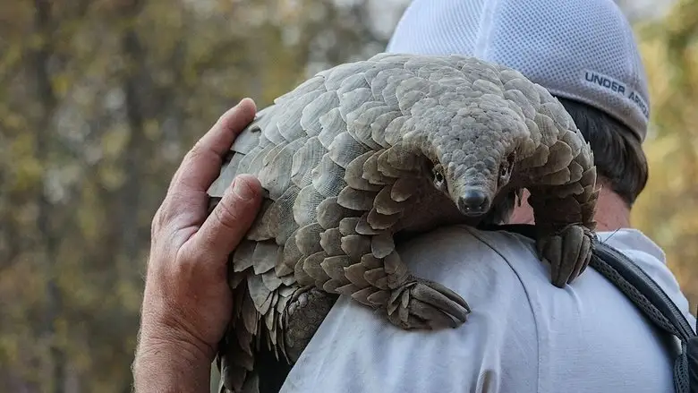 Pangolin: Kulu's Journey (2025)