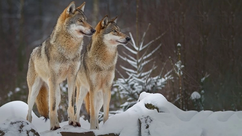 Wolves: A Legend Returns To Yellowstone (2000)