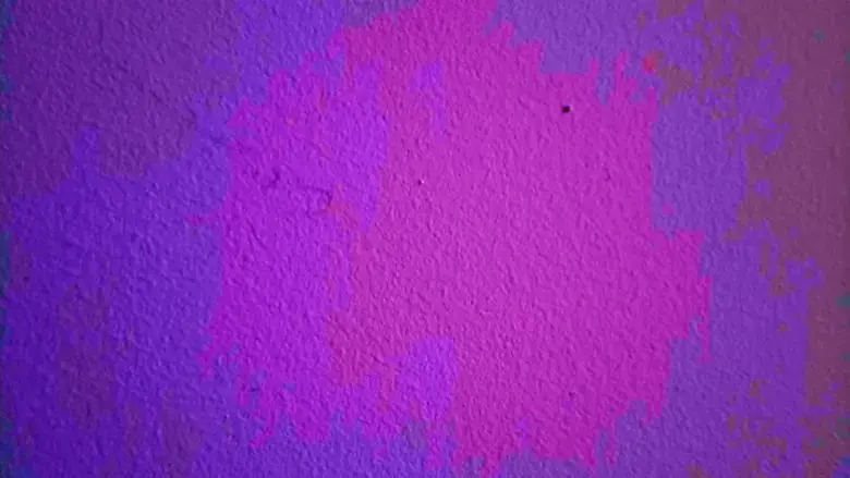 a tiny bug crawls across a wall (2024)