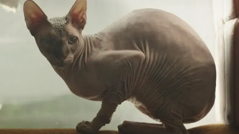 Mindorokke (2022)