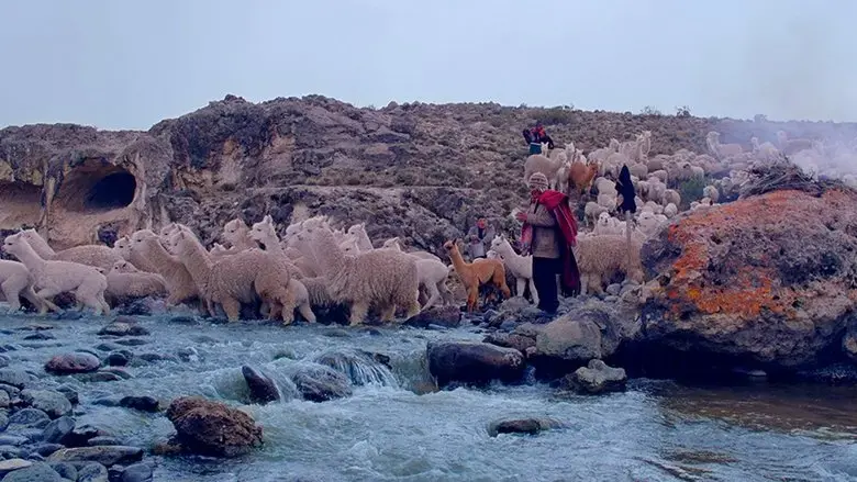 Pakucha (2021)