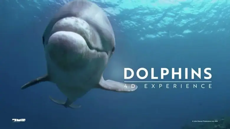 Dolphins 4-D Experience (2024)