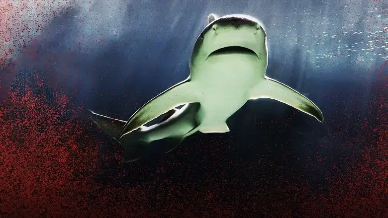 Raging Bull Shark (2020)