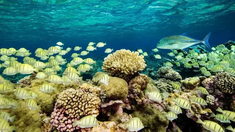 Pacific Ocean Paradise (2019)