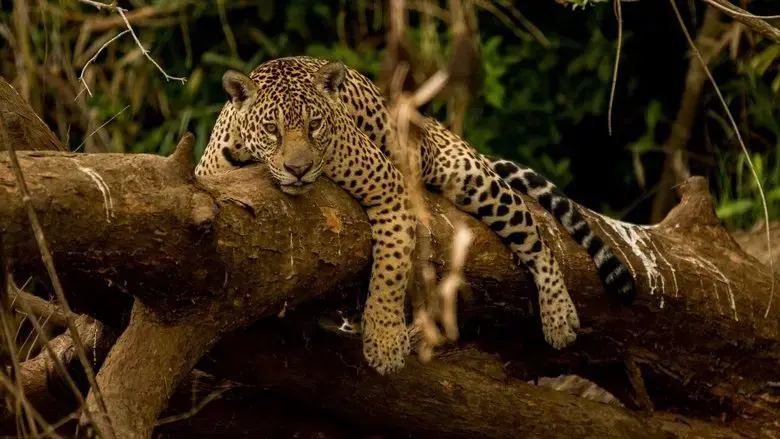 Guyane, vivre avec le jaguar (2024)
