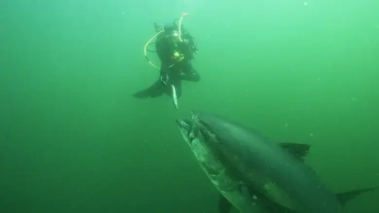 Bluefin (2017)