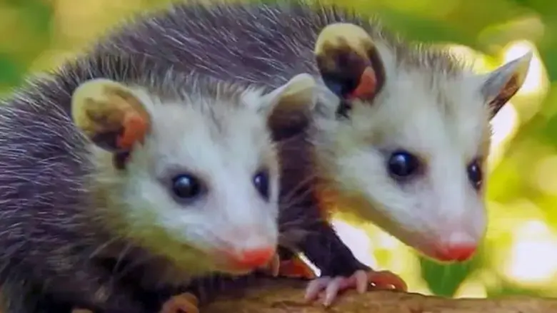 Nature's Cleanup Crew (2020)