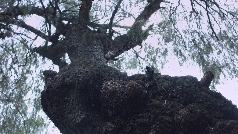 Roots (2024)