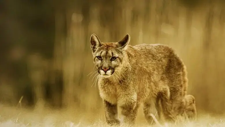 Man Vs. Puma (2018)