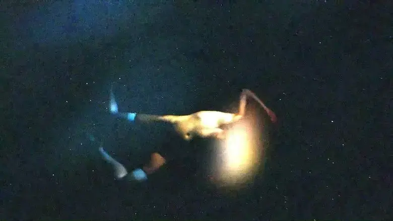PROLIX (2024)