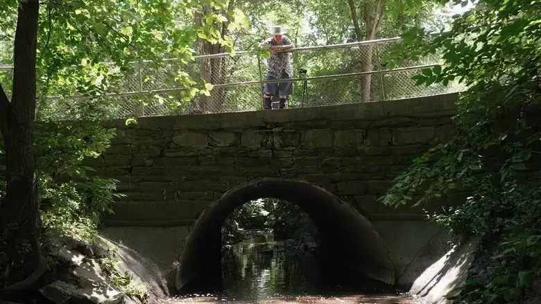 A Summers Day at Sherwood Park (2024)