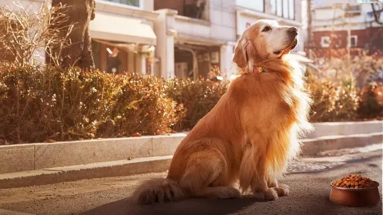 Dog Days (2024)