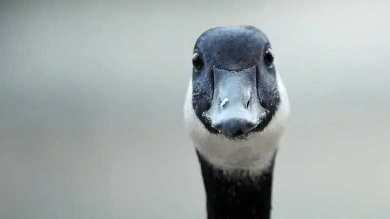 Modern Goose (2023)