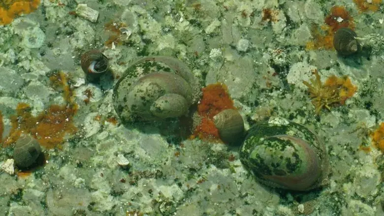 Tide Pools (2023)