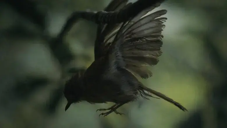 Broken Wings (2025)