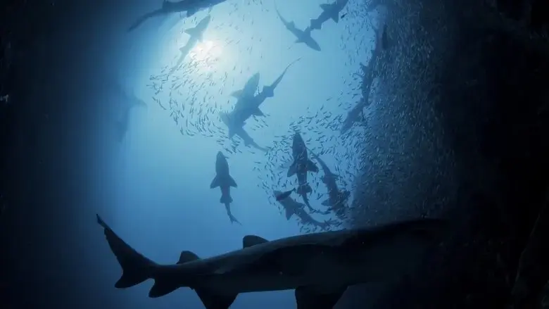 Shark Kingdom (2025)