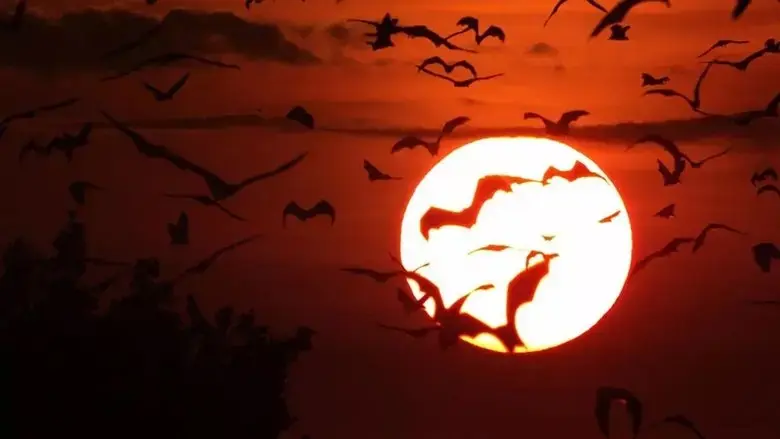 Incredible Bats (2019)