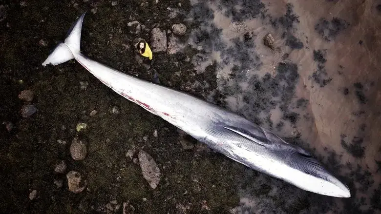 What Killed the Whale? (2022)