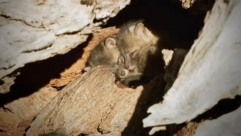 Back from the Brink: Saved from Extinction (2019)