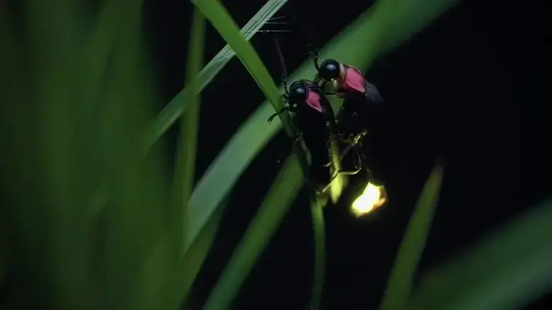 Japon, un nouveau monde sauvage (2023)
