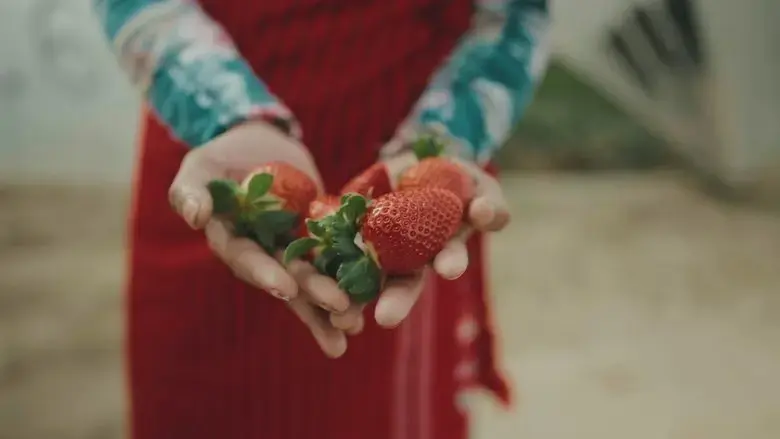 Bittere Fruchte (2024)