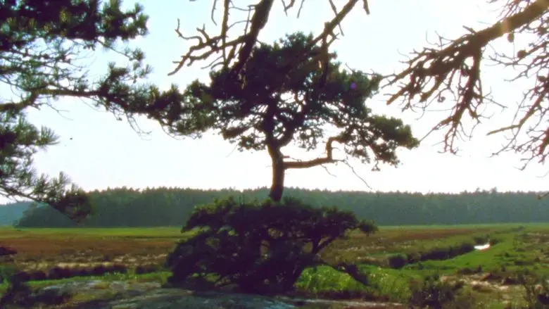 Jasper Beach and The Salt Marsh (2023)
