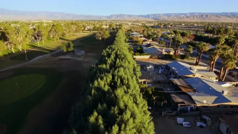 Racist Trees (2022)