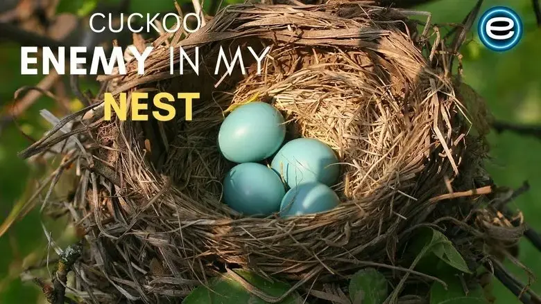 Cuckoo: The Enemy In My Nest (2017)