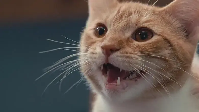 Inside the Mind of a Cat (2022)