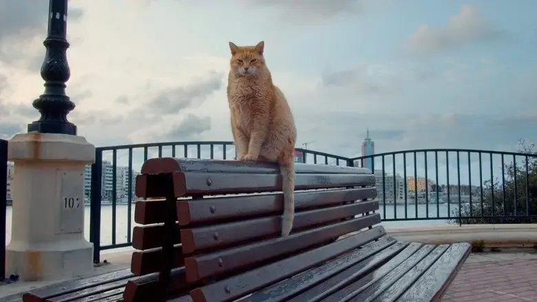 Cats of Malta (2022)