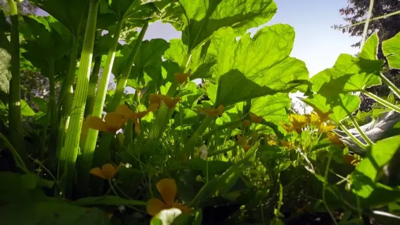 The Marvelous Wild World of the Vegetable Garden (2022)