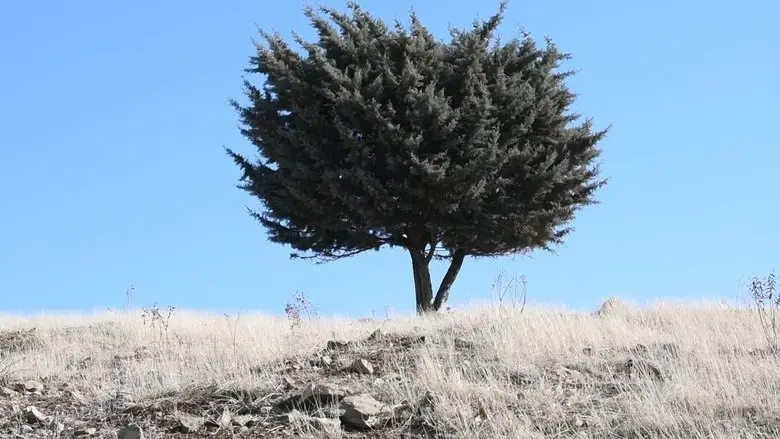 Where is the Final Destination? (2025)