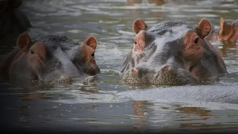 Hippo Supremacy (2023)
