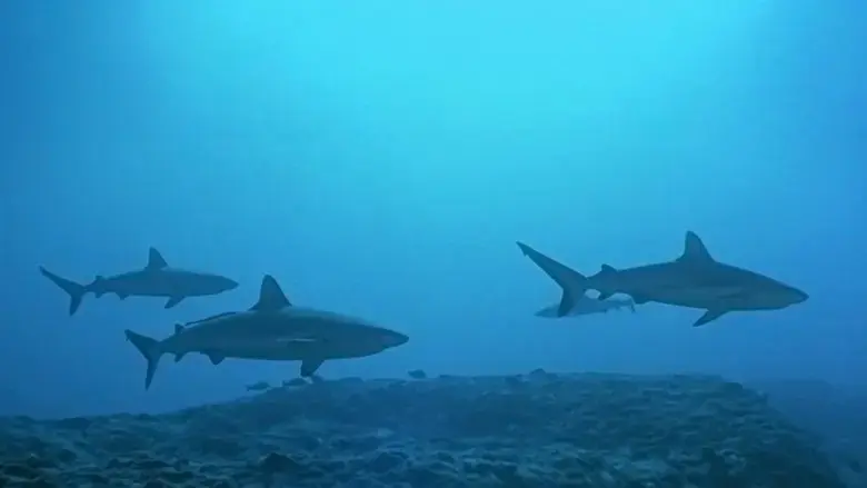 Atlantis (1991)