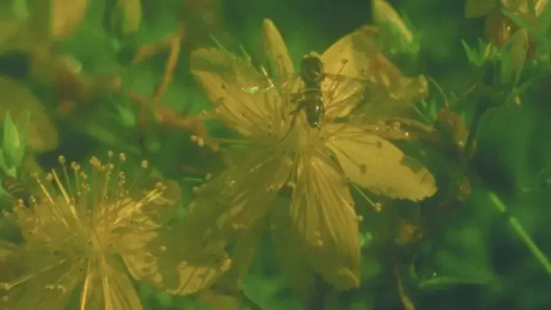 Summer Meadow (2024)