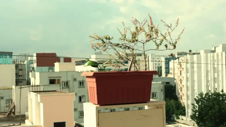 BLOOM (2025)