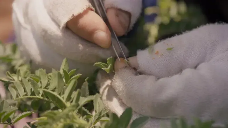 Wild Relatives (2018)