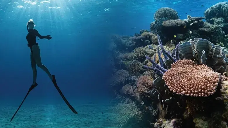 Corals' Last Stand (2025)