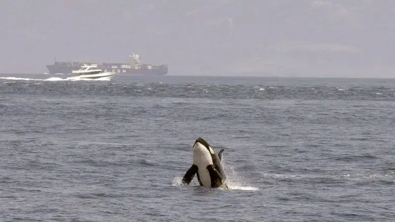 Watch Out for Orcas! Danger Off Gibraltar? (2024)