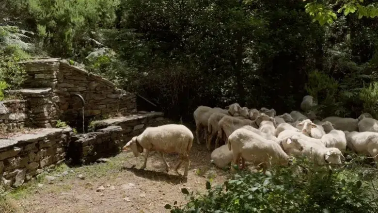 Sonaggios (2025)
