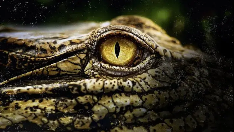 Crocodiles Revealed (2022)