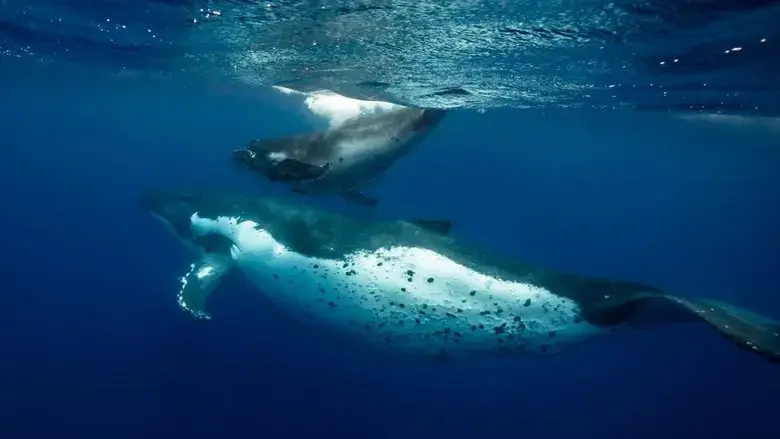Ocean Souls (2021)
