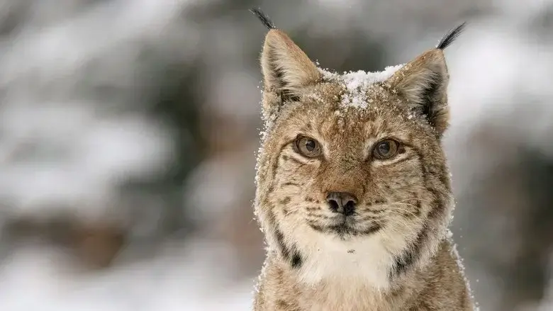 Transylvania's Wild Side (2024)