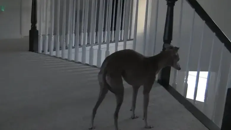 Buddy, Our Dog (2022)